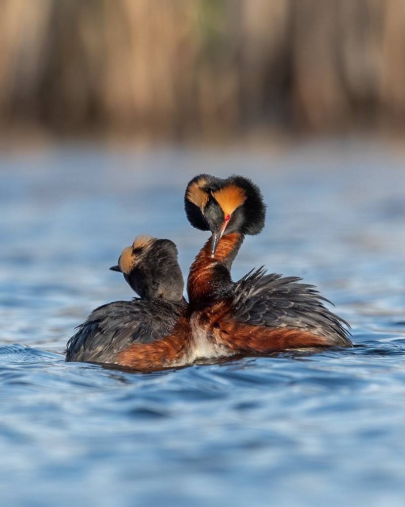 Fancy hairdo by airboy123 is licensed under CC BY-NC-SA 2.0.